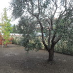 biasci-vivai-giardini-pisa-cascina-SDC10693