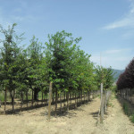 biasci-vivai-giardini-pisa-cascina-SDC10780