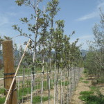 biasci-vivai-giardini-pisa-cascina-SDC10781