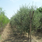 biasci-vivai-giardini-pisa-cascina-SDC10788