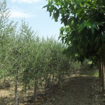 biasci-vivai-giardini-pisa-cascina-SDC10789