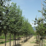 biasci-vivai-giardini-pisa-cascina-SDC10790