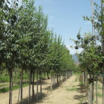 biasci-vivai-giardini-pisa-cascina-SDC10791