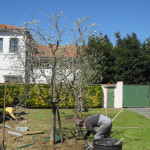 biasci-vivai-giardini-pisa-cascina-SDC10951
