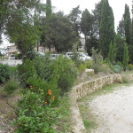 biasci-vivai-giardini-pisa-cascina-SDC11077