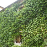 biasci-vivai-giardini-pisa-cascina-SDC11080