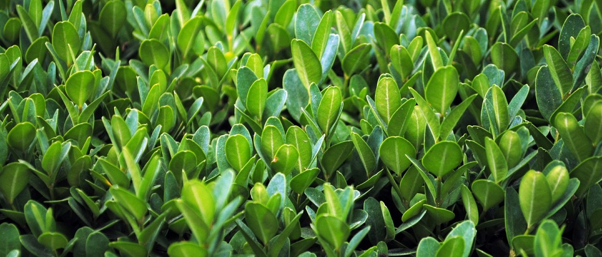 plants-387513_1920
